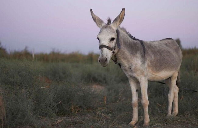 Agriturismo Masseria Galatea - Photo 10