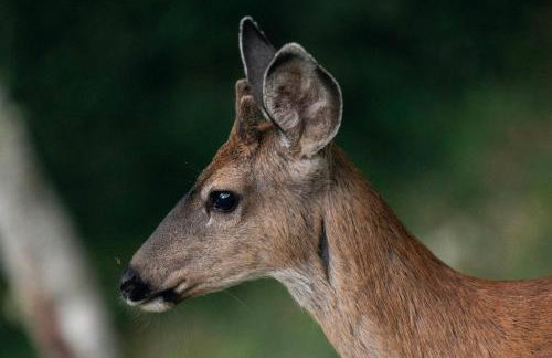 Pacific View Home Hot Tub and OceanandValley Views! - Foto 34