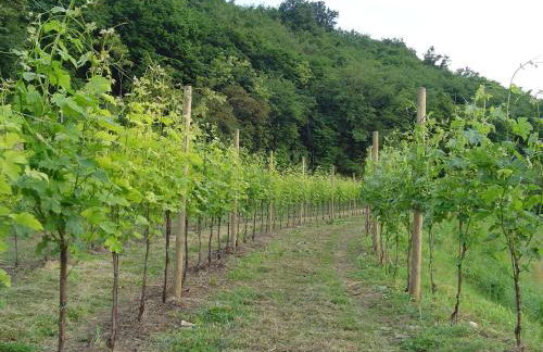 Agriturismo Sambuco - Photo 47