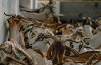 Herdade Vale de Cabras - Foto 20