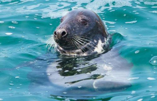 Dog Friendly Holiday Home in Newquay Cornwall - Foto 56