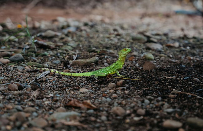 Kaluma Villas - Photo 57