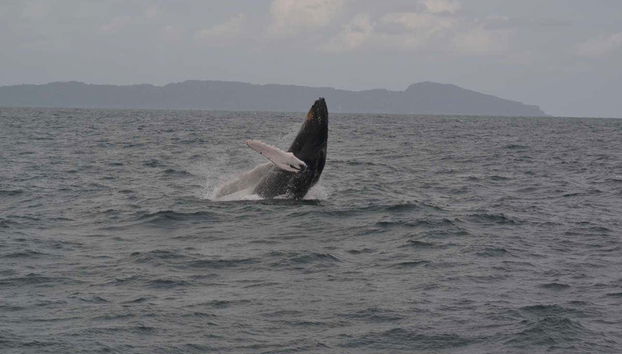 Cetacei a Samaná