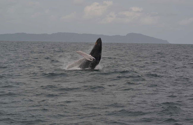 Avistamento de baleias em Samaná - Foto 3