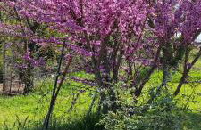 Mas provençal authentique XXL avec grande piscine, terrain de pétanque et parc privé - Foto 27