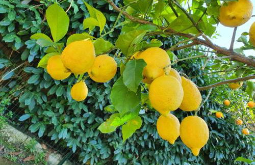 CASA ROSELLINA SORRENTO - Photo 19