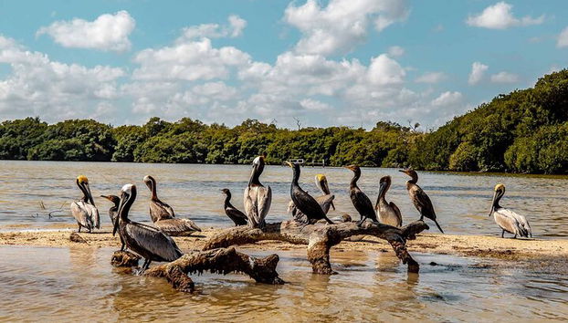 Private Las Coloradas und Ria Lagartos Tour - Foto 2