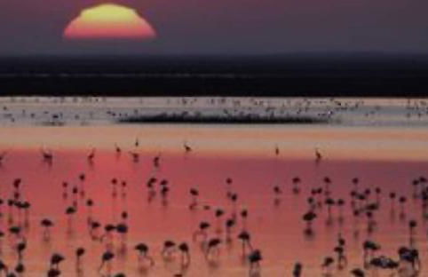 Guayantovel Doñana - Foto 34