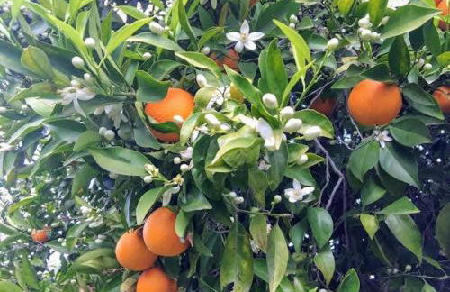 Casita Azahar Andalucia - Photo 30