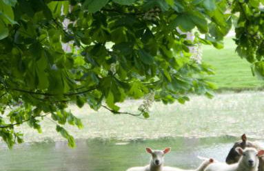 Oak Tree Cottage - Foto 20