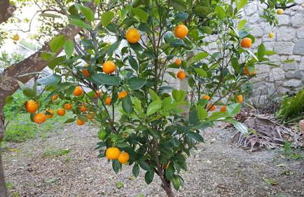 Residence Limoneto Ischia - Foto 30