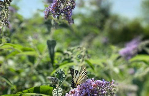 Villa Mare - a natural paradise near Motovun - Foto 36