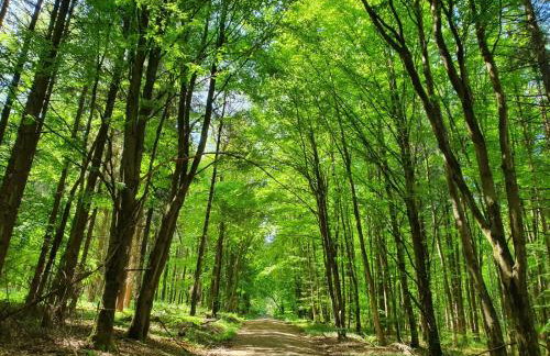 Gästehaus Aurelia - Foto 43