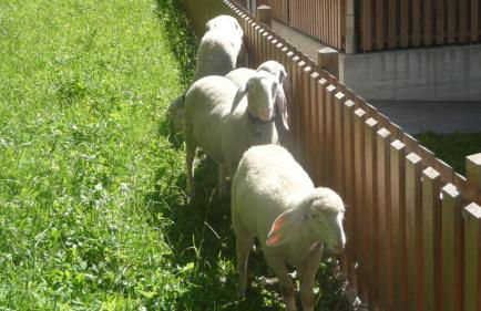 Appartement Pichler - Foto 25