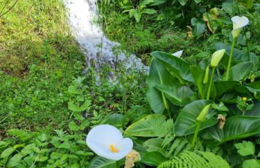 Casa Maria da Eira - Foto 44