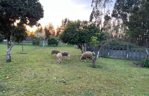 Quinta da nogueira - Foto 20