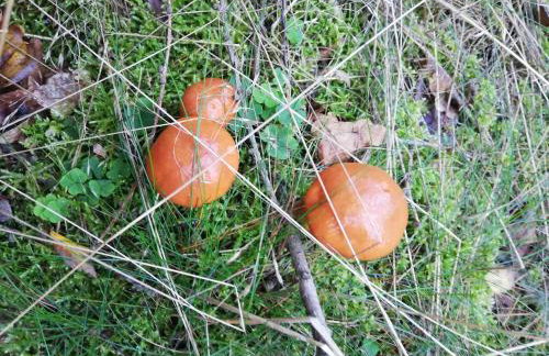 Izerski Poranek - Foto 24