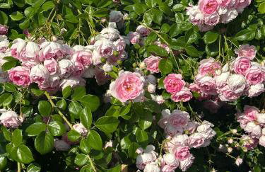 Apartman Perla - Foto 41