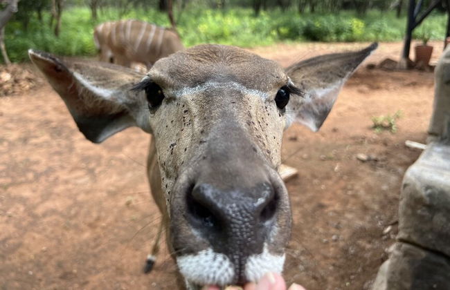 Kruger Kumba - Mugwenzi - Photo 55