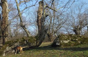 La Pace - Foto 50