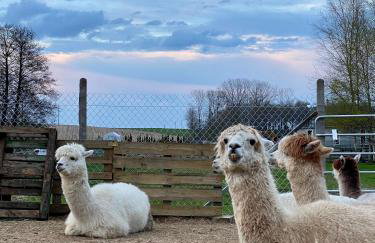 Mazurski Domek - Wake Up Home Ogonki - Foto 39