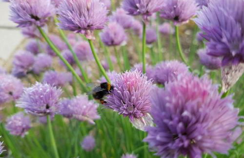 Ferienwohnung Felsenblick - Foto 36