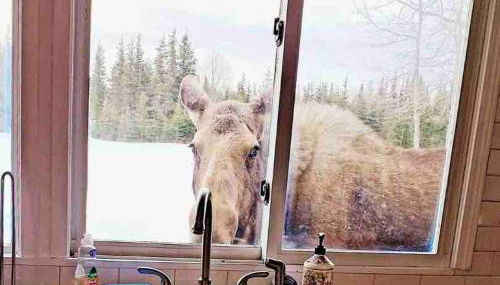 Big Moose Cabin at Moose Tracks - Photo 4