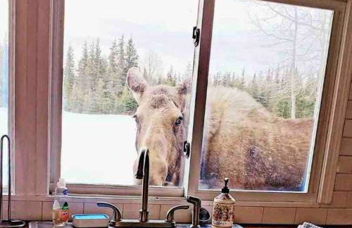 Big Moose Cabin at Moose Tracks - Foto 4