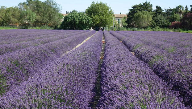 Campo de lavanda de la Provenza