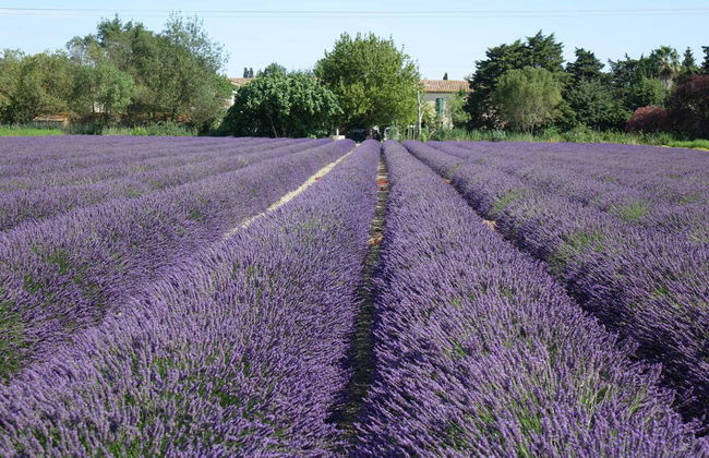 Provençal Lavender Farm Tour - Foto 2