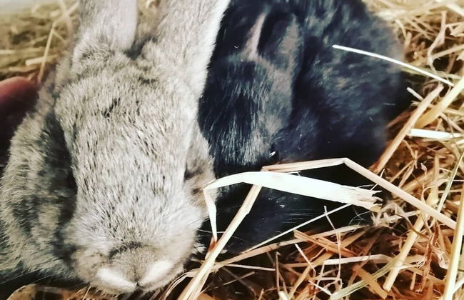 Agriturismo Castanito - Foto 37