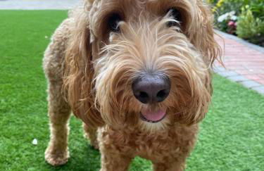 Little Woodside a beautiful New Forest self contained private luxury annexe - Foto 58