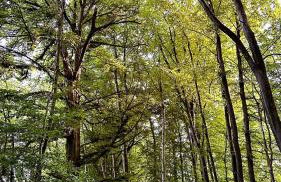 Ferienwohnung mit Garten am Wald - Foto 22
