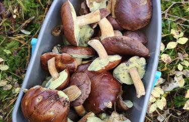 Mazurski Staw - Foto 17