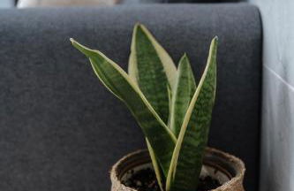 Casa da Sereia - Foto 54