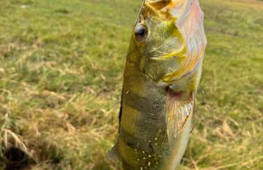 Casa de Campo Paraíso na canastra - Foto 60