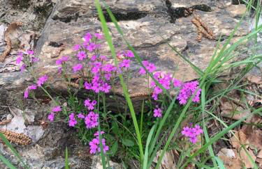 El Estacho de Panticosa - Photo 29