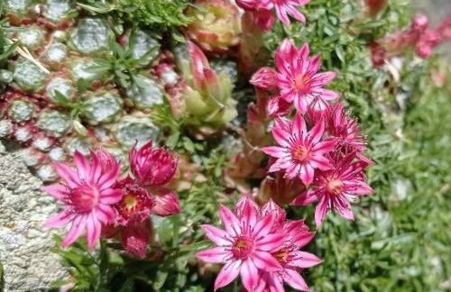 Chalet des noisetiers - Foto 3