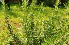 Apartman Mirjana - Photo 13