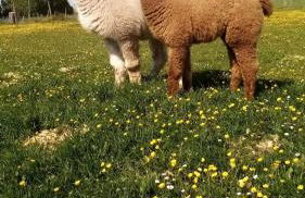 Eselhof Mobilheim - Foto 9