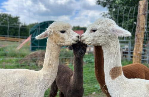 TOP moderne FeWo - Alpakahof zum Himmelreich, traumhafte Lage, Terrasse mit Weitblick, kostenfreier Parkplatz, Nähe Kurklinik, optional Sauna - Foto 32