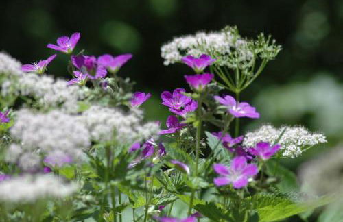 Ferienhaus Nest - Foto 20