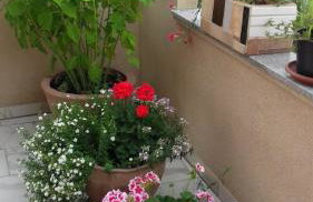 Apartments Villa Marija - Foto 4