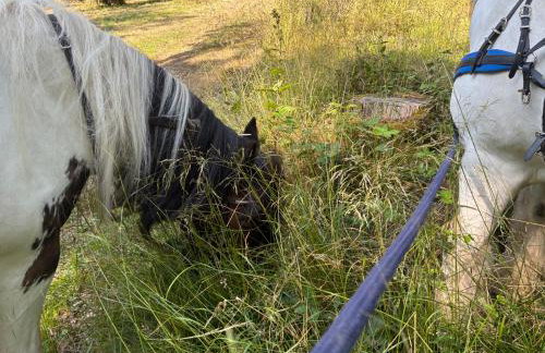 2 Guests - Pet Friendly - Traditional Gypsy Vardo - Foto 34