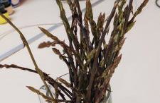 Stone Cottage Cesarovina - Foto 27