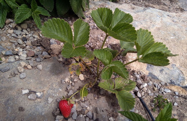 L'Era de Cal Roger - Photo 44