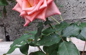 Casa das flores - Foto 22