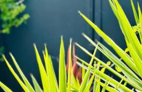 Casa Cycas, Meublé tourisme 4 étoiles - Photo 17