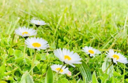 Ferienwohnungen Dargatz - Foto 35