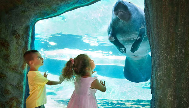 Ingresso do ZooTampa - Foto 2, Um peixe-boi no ZooTampa